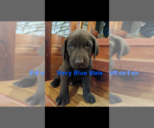 Medium Photo #15 Labrador Retriever Puppy For Sale in BRADLEYVILLE, MO, USA