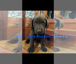 Small Photo #15 Labrador Retriever Puppy For Sale in BRADLEYVILLE, MO, USA