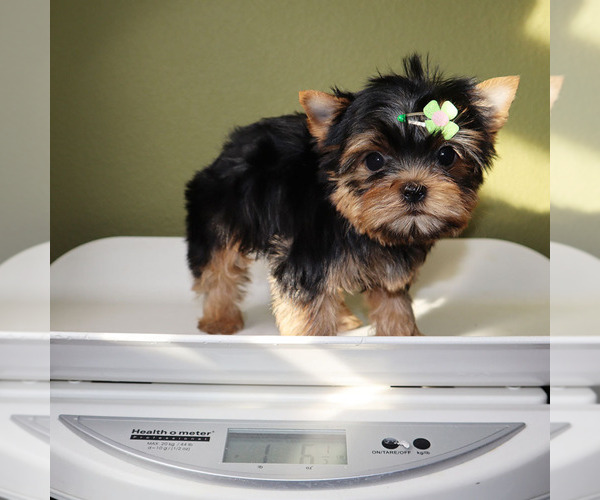 Medium Photo #5 Yorkshire Terrier Puppy For Sale in LOS ANGELES, CA, USA