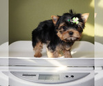 Small #4 Yorkshire Terrier