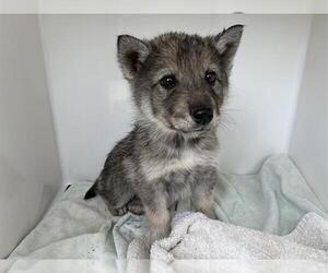 Siberian Husky-Unknown Mix Dogs for adoption in Pasadena, CA, USA