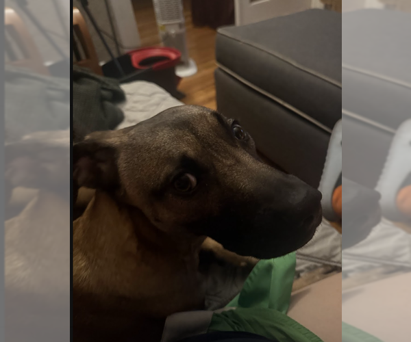 Medium Photo #10 Black Mouth Cur-German Shepherd Dog Mix Puppy For Sale in Aurora, CO, USA