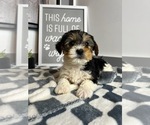 Small Photo #1 YorkiePoo Puppy For Sale in PARAGON, IN, USA