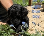 Small Photo #3 Labradoodle Puppy For Sale in BROKEN BOW, OK, USA