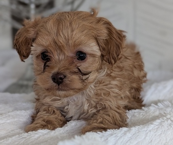 Medium Photo #32 Cavapoo (Miniature) Puppy For Sale in GOSHEN, IN, USA