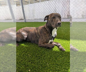 Mutt Dogs for adoption in Texas City, TX, USA