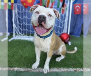 Mutt Dogs for adoption in Long Beach, CA, USA