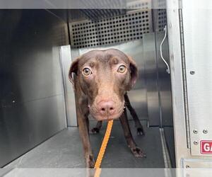 Labrador Retriever-Unknown Mix Dogs for adoption in Grand Prairie, TX, USA