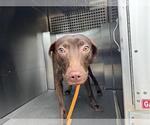 Small Labrador Retriever Mix