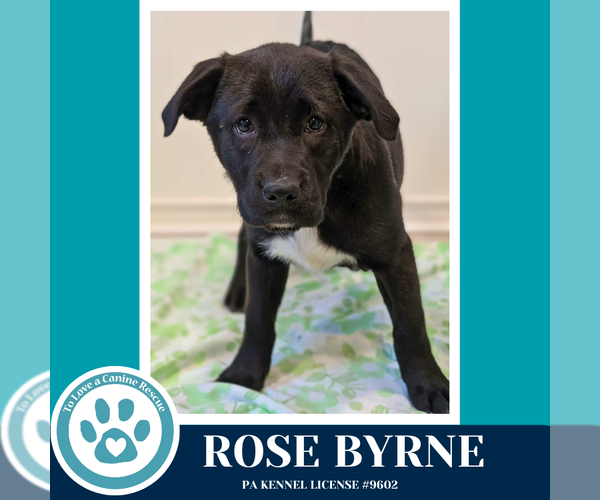 Medium Photo #1 Labrador Retriever-Unknown Mix Puppy For Sale in Kimberton, PA, USA