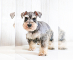 Small Photo #20 Schnauzer (Miniature) Puppy For Sale in SYRACUSE, IN, USA