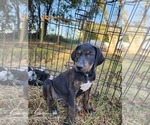 Small #14 Catahoula Leopard Dog