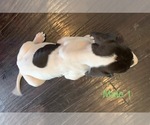 Small Photo #10 Great Dane Puppy For Sale in CLANTON, AL, USA