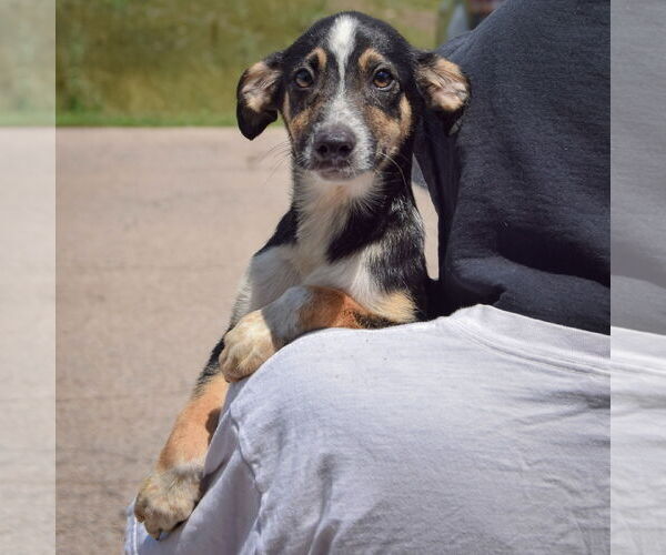 Medium Photo #5 Red Heeler-Unknown Mix Puppy For Sale in Huntley, IL, USA
