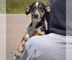 Small #4 Red Heeler Mix