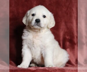 English Cream Golden Retriever Puppy for sale in FREDERICKSBG, OH, USA