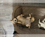 Small Photo #3 Chihuahua-Unknown Mix Puppy For Sale in Bedford, VA, USA