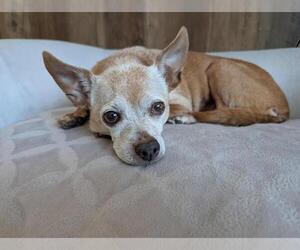 Chihuahua Dogs for adoption in Caldwell, NJ, USA