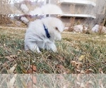 Small Photo #5 Pomsky Puppy For Sale in OGDEN, UT, USA
