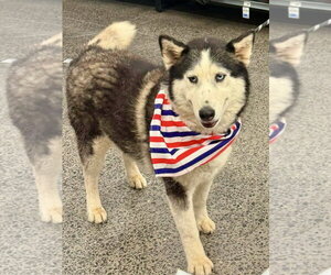 Lucy - Female Siberian Husky Dog for Adoption - Photo #3