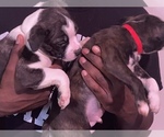 Small Photo #17 Boston Terrier-Collie Mix Puppy For Sale in COLUMBUS, OH, USA