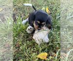 Small Photo #6 Cavalier King Charles Spaniel Puppy For Sale in NILES, MI, USA