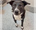 Small #2 American Pit Bull Terrier Mix