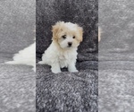 Small #1 Maltese