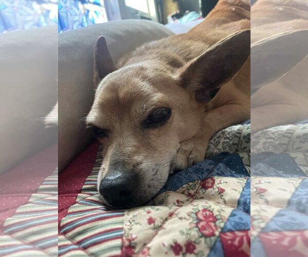 Medium Photo #4 Chihuahua-Unknown Mix Puppy For Sale in Woodbury, NY, USA