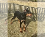 Small #2 Doberman Pinscher