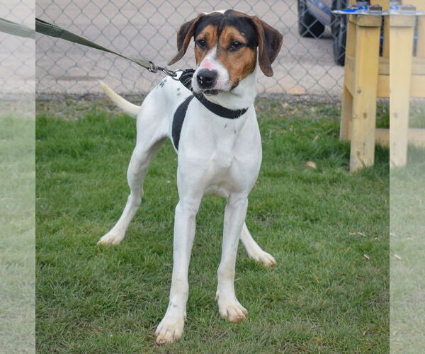 Medium Photo #9 Treeing Walker Coonhound Puppy For Sale in Huntley, IL, USA