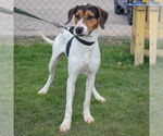 Small #8 Treeing Walker Coonhound