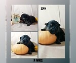 Small #5 German Shepherd Dog