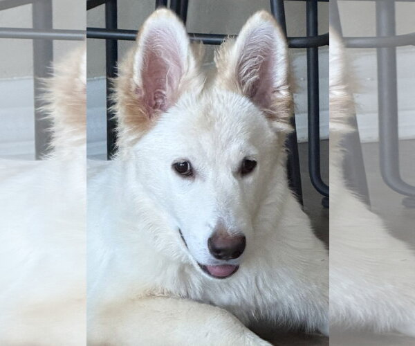 Medium Photo #1 - Mix Puppy For Sale in Phoenix, AZ, USA