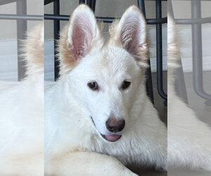 - Mix Dogs for adoption in Phoenix, AZ, USA