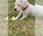 Small Photo #11 Dogo Argentino Puppy For Sale in SAN ANTONIO, TX, USA