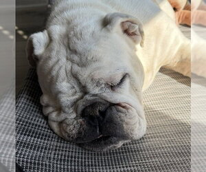 Swann - Female Bulldog-Unknown Mix Dog for Adoption - Photo #7