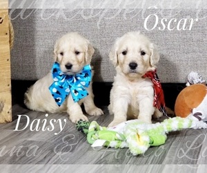 Goldendoodle Puppy for sale in CEDAR GAP, MO, USA