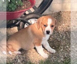 Miniature Australian Shepherd-Puggle Mix Puppy for sale in ARTHUR, IL, USA