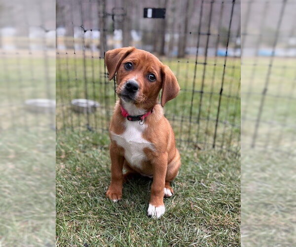 Medium Photo #7 Labrador Retriever-Unknown Mix Puppy For Sale in Brewster, NY, USA
