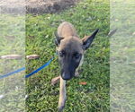 Small #1 Mutt