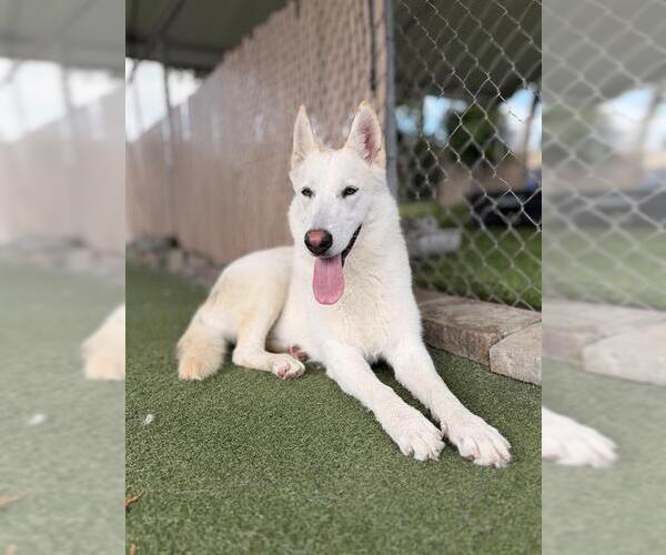 Medium Photo #3 Siberian Husky-Unknown Mix Puppy For Sale in Chula Vista, CA, USA