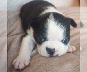 Boston Terrier Puppy for sale in HARRISBURG, PA, USA