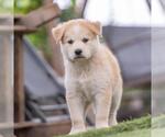 Small #2 Siberian Husky Mix