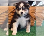 Small Photo #7 Pomsky Puppy For Sale in DELAWARE, OH, USA
