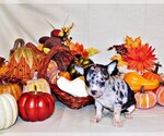 Puppy Frenchie Chihuahua