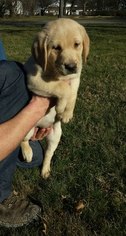 Labrador Retriever Puppy for sale in TUSCOLA, IL, USA