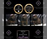 Puppy princess AKC Poodle (Miniature)