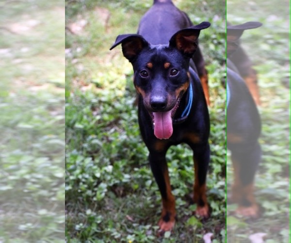 Medium Photo #9 Miniature Pinscher-Unknown Mix Puppy For Sale in Mount Laurel, NJ, USA