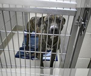 Mutt Dogs for adoption in Decatur, IL, USA